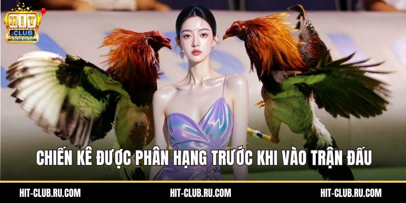 Chiến kê được phân hạng trước khi vào trận đấu
