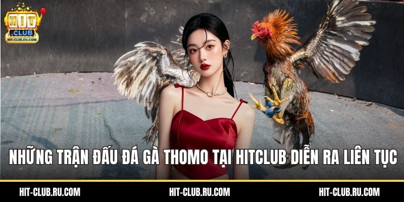Những trận đấu đá gà Thomo tại HitClub diễn ra liên tục
