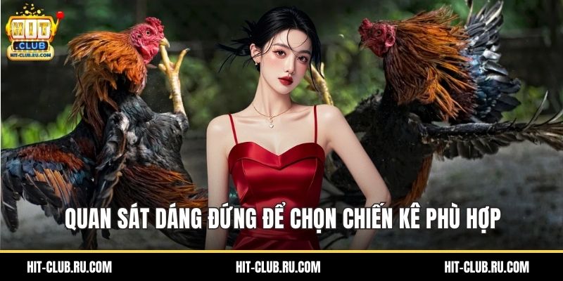 Quan sát dáng đứng để chọn chiến kê phù hợp